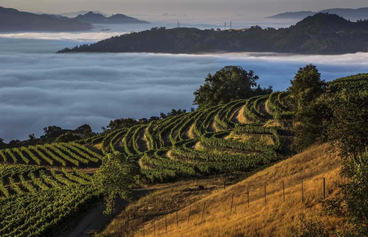 Khí hậu tại Sonoma County