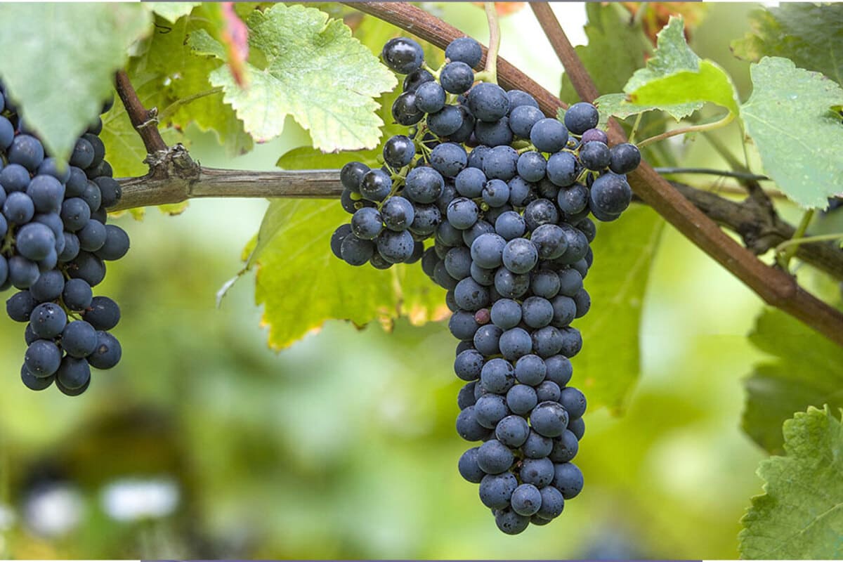 Giống nho Shiraz vùng South Australia