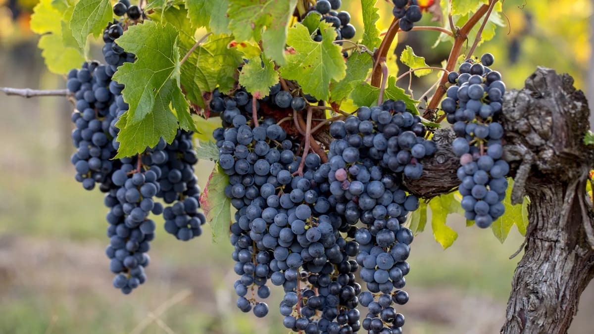 Giống nho Merlot tại Bờ Phải Bordeaux