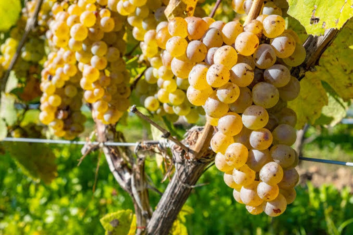 Giống nho Riesling vùng Mosel