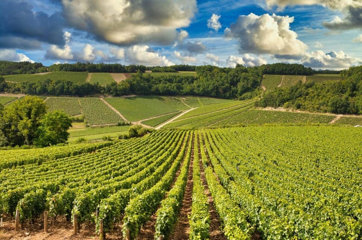 Thổ nhưỡng và khí hậu vùng Chablis
