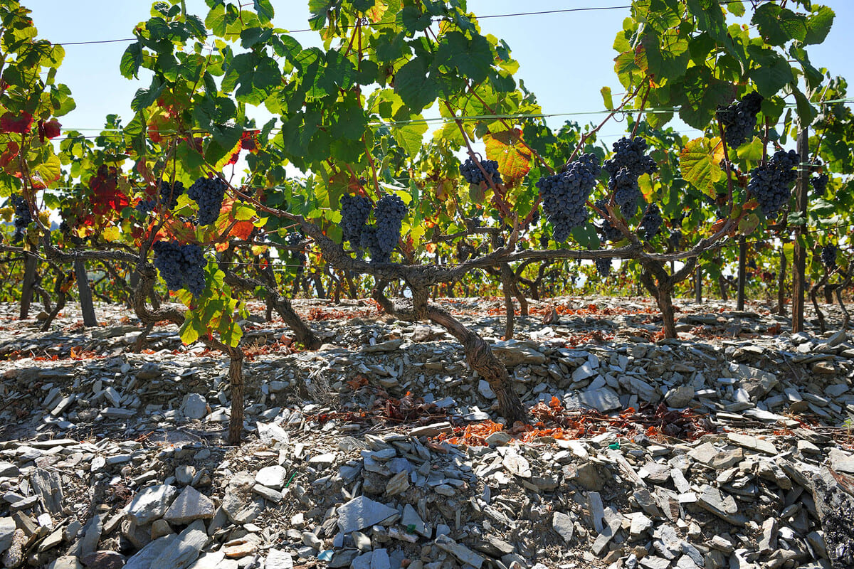 Thổ nhưỡng đá phiến vùng Douro