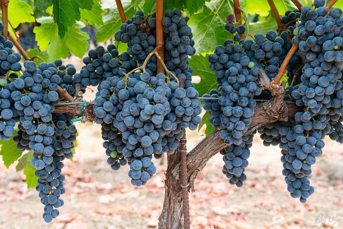 Giống nho Cabernet Sauvignon vùng South Australia