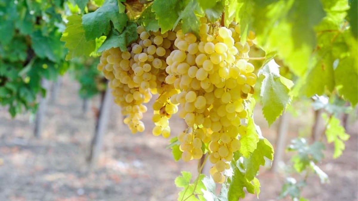 Giống nho Chenin Blanc vùng Paarl