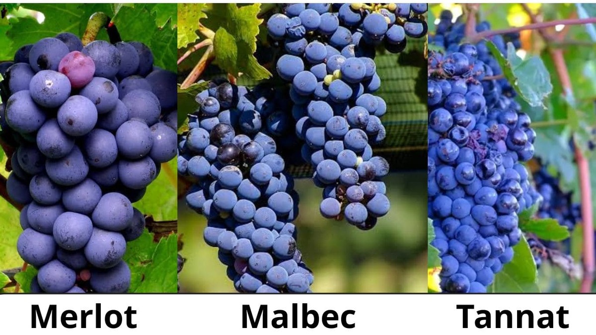 Giống nho chủ đạo Malbec và 2 giống nho phụ trợ