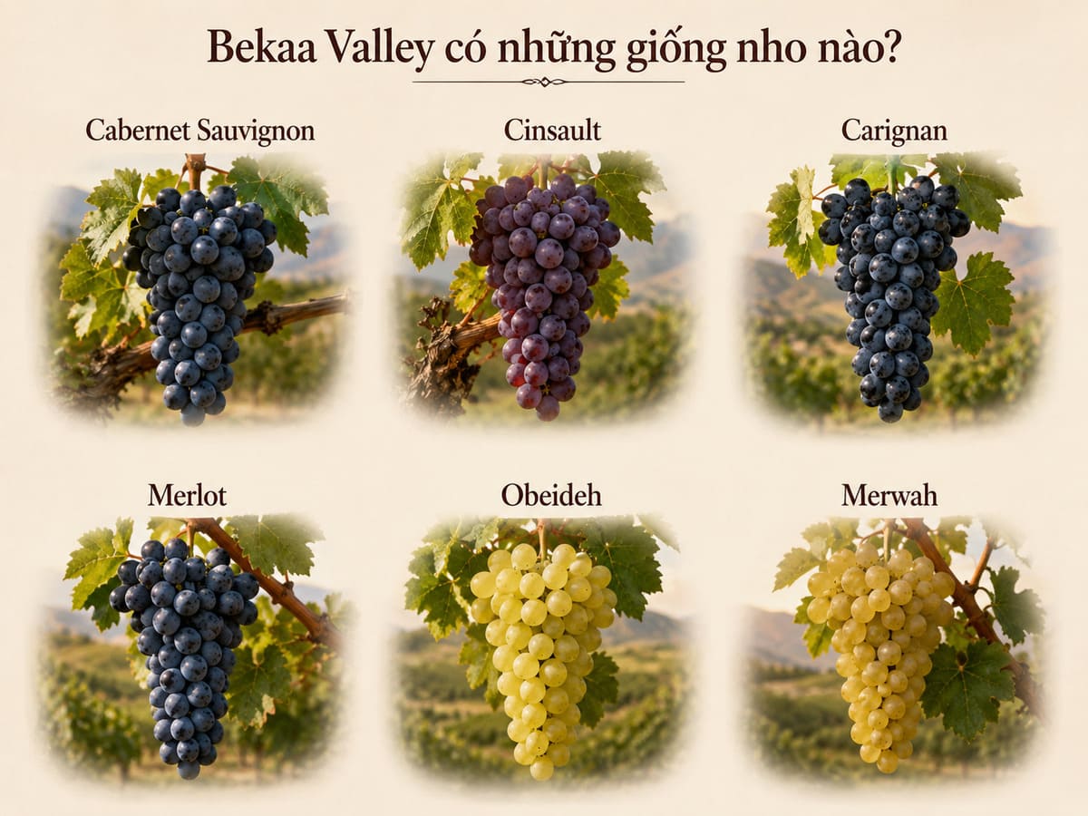 Các giống nho tại Bekaa Valley