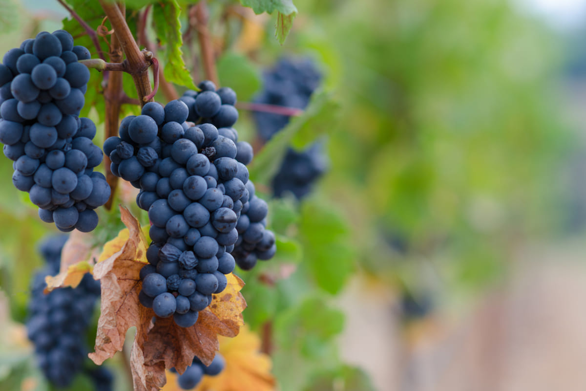 Giống nho Pinot Noir tại Central Otago