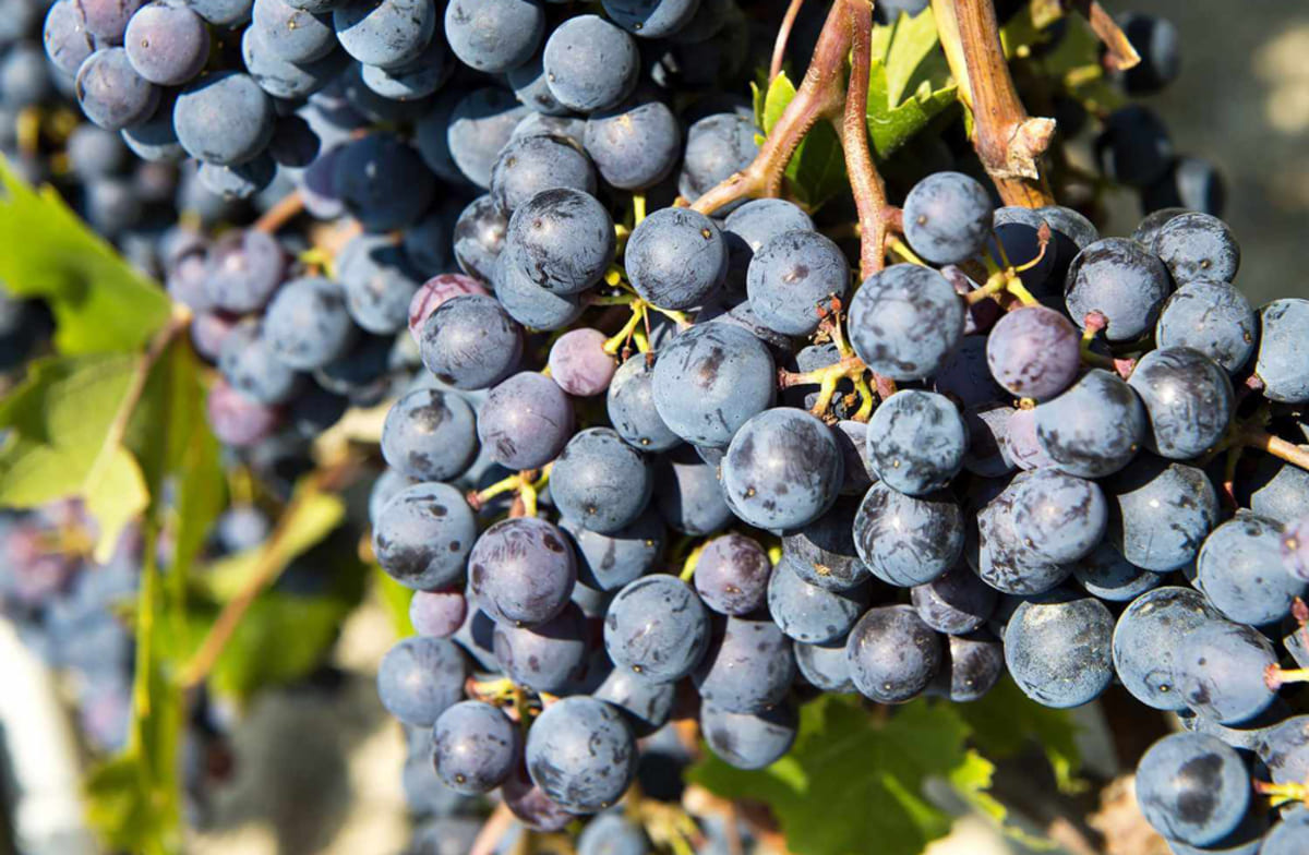 Giống nho Nebbiolo tại vùng Barolo