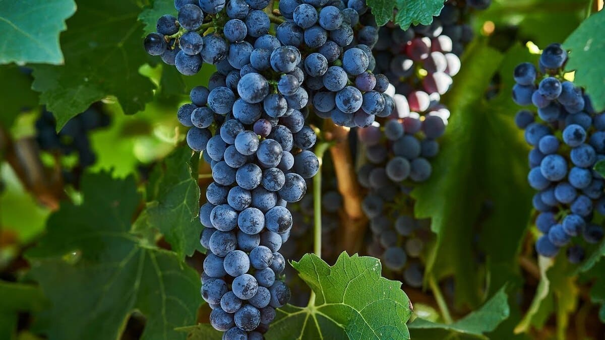 Nho Cabernet Sauvignon tại Bờ Trái Bordeaux