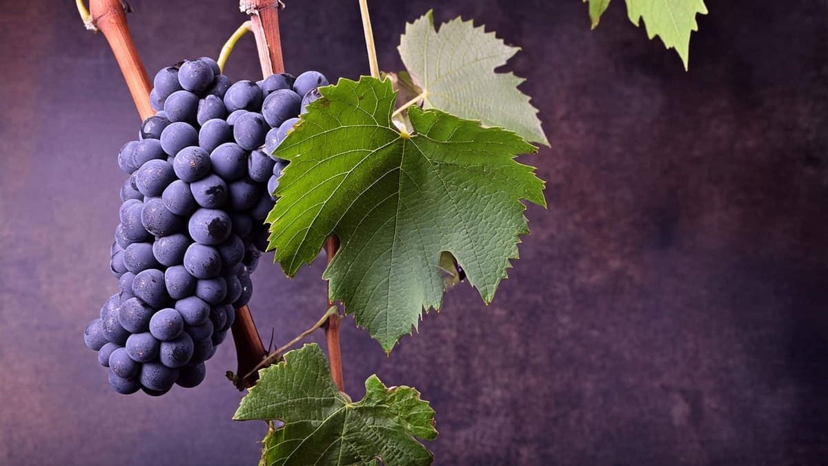 Nho Merlot chủ đạo tại Pomerol 