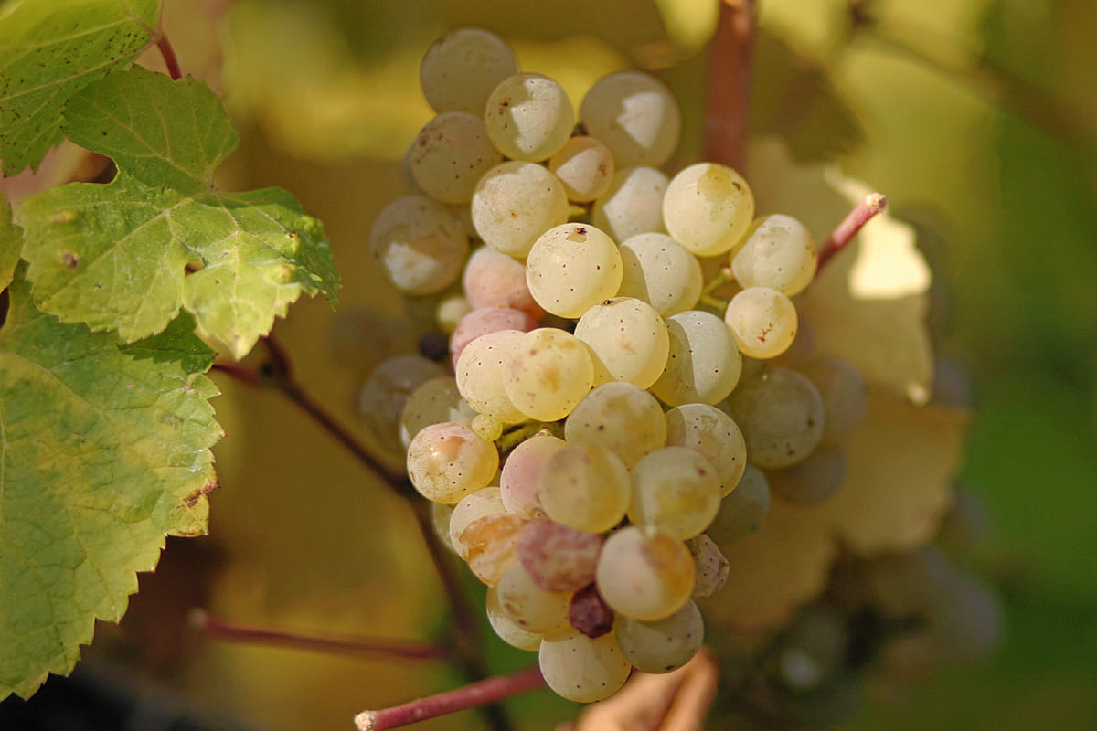 Giống nho Riesling vùng South Australia