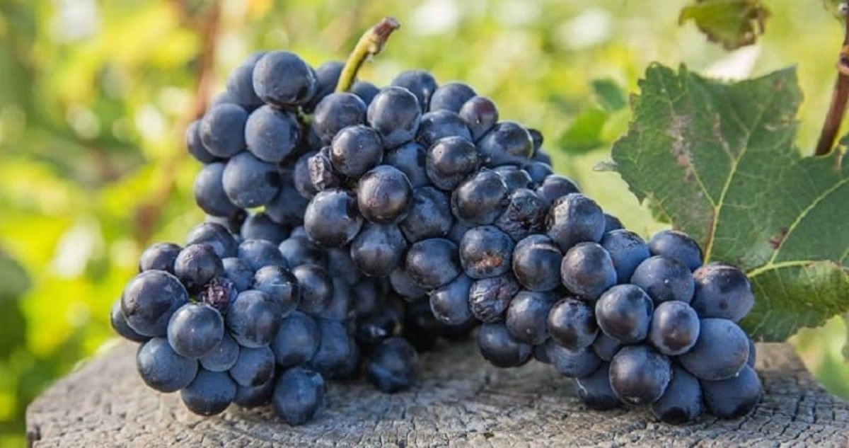Giống nho Shiraz vùng Paarl