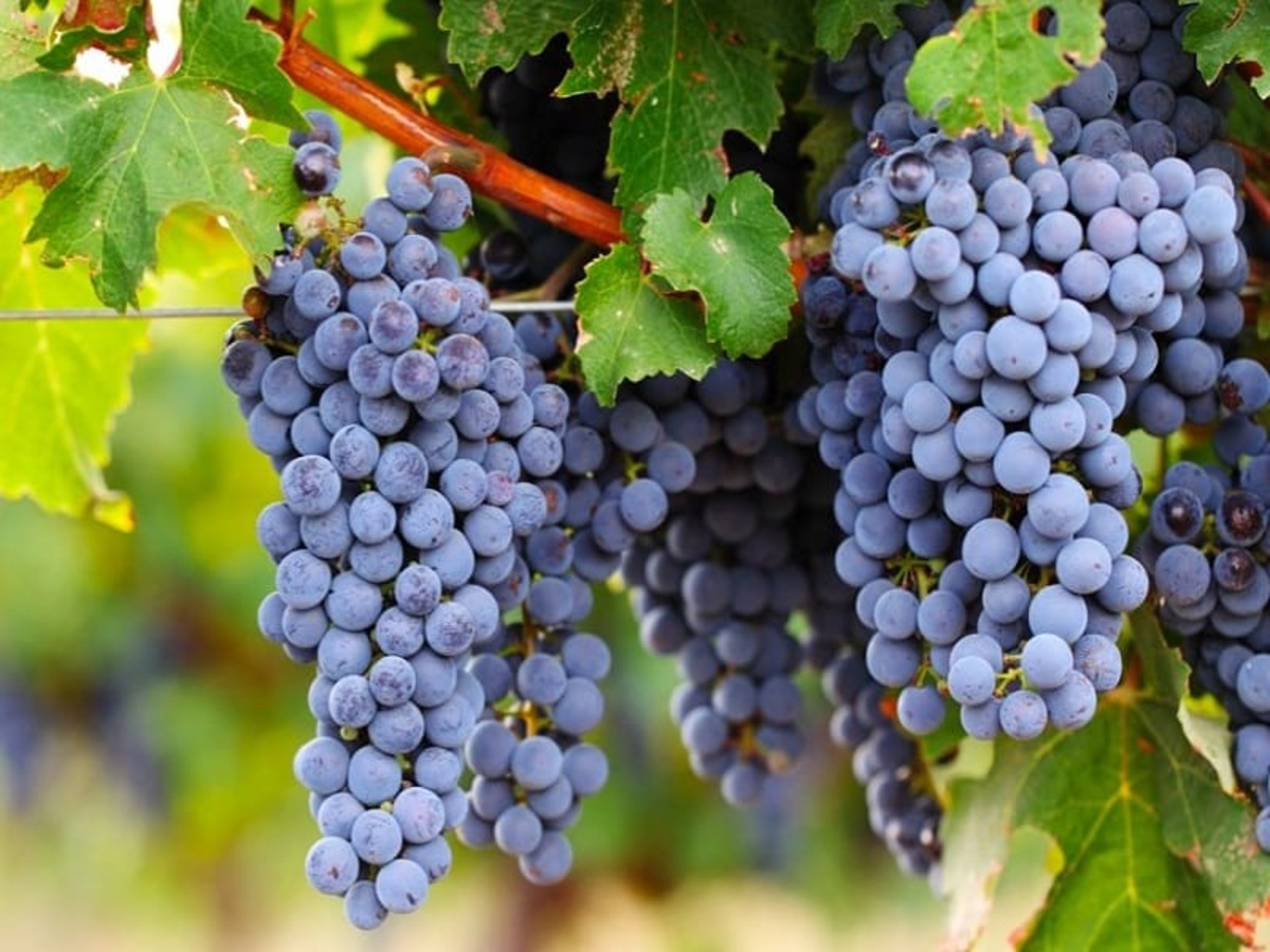 Giống nho Cabernet Sauvignon vùng Paarl