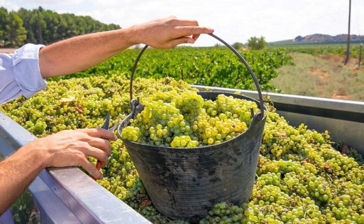 Thu hoạch nho Chardonnay
