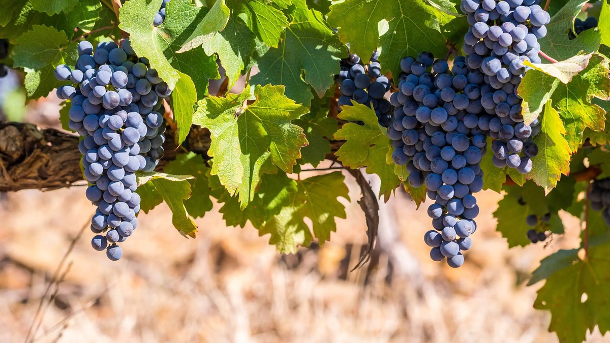 Giống nho Pinotage vùng Paarl