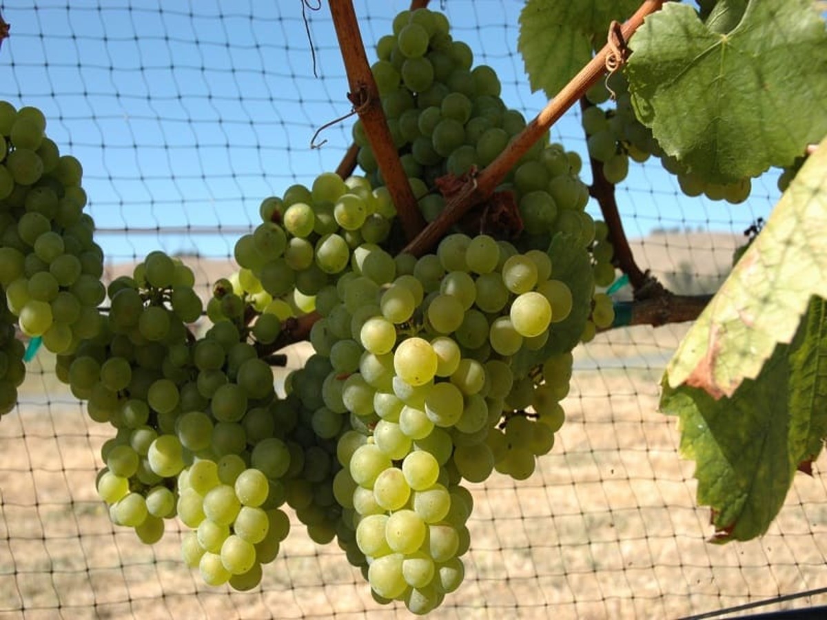 Giống nho Chardonnay vùng Paarl