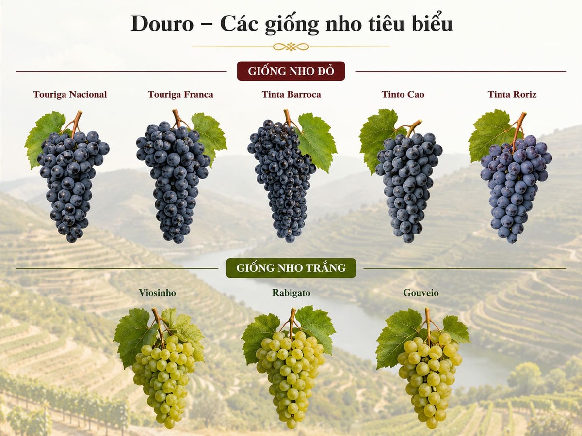 Giống nho vùng Douro