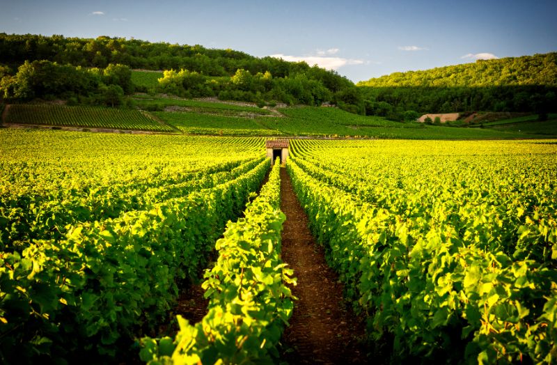 Vùng Bordeaux của Pháp trồng nho vang đỏ