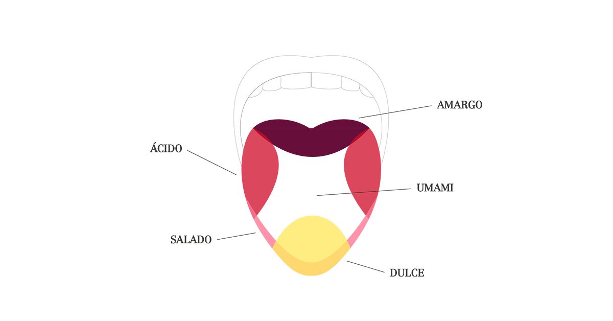Cách vị giác cảm nhận hương vị rượu vang