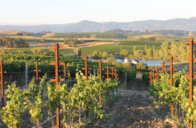  Napa Valley của Mỹ làm rượu vang đỏ