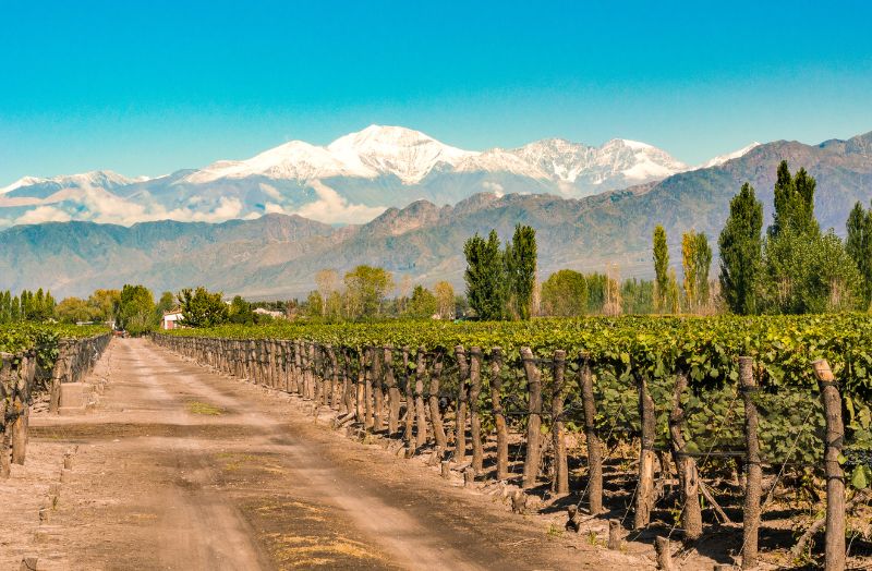 Rượu vang đỏ làm từ nho vùng Mendoza