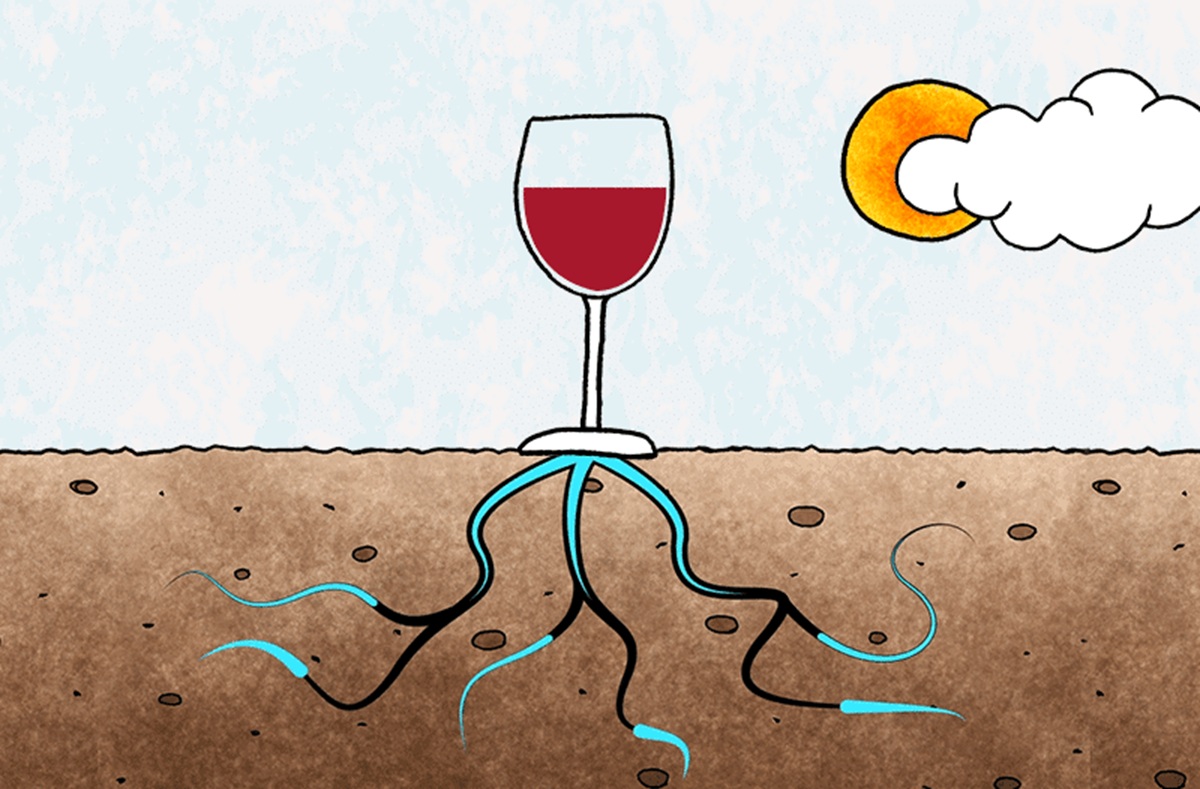 Thổ nhưỡng ảnh hưởng đến hương vị rượu vang