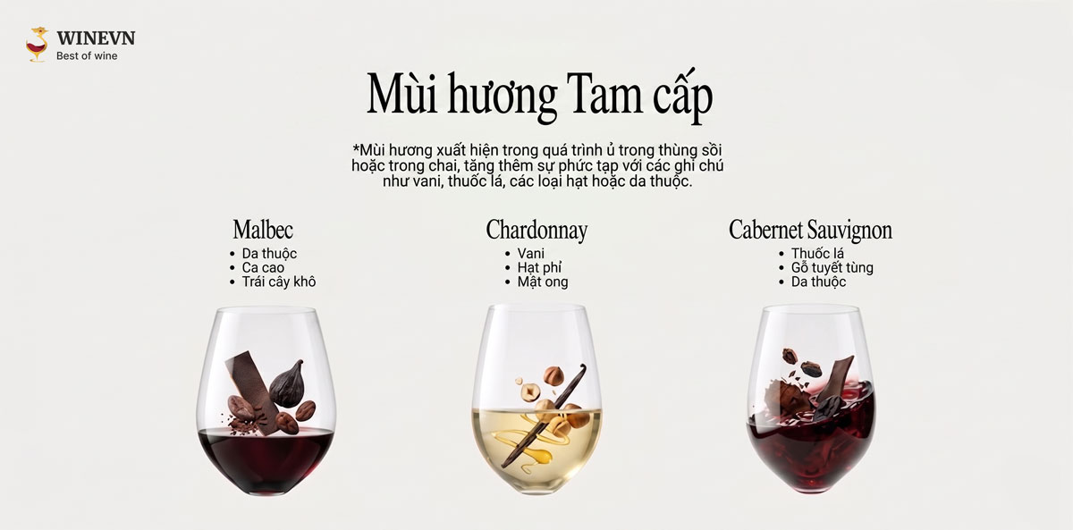 Hương tam cấp của rượu vang