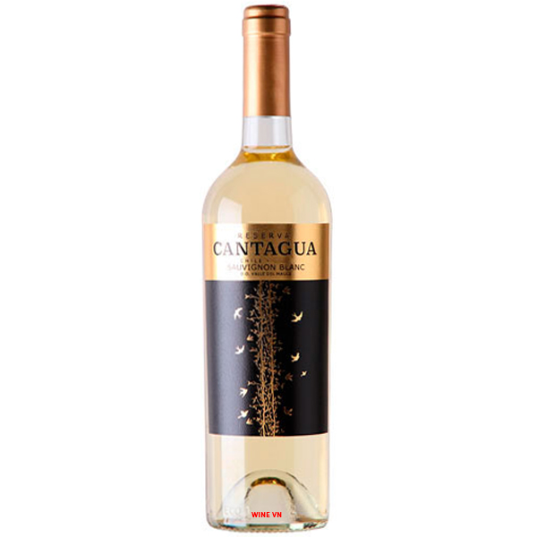 Rượu Vang Cantagua Reserva Sauvignon Blanc