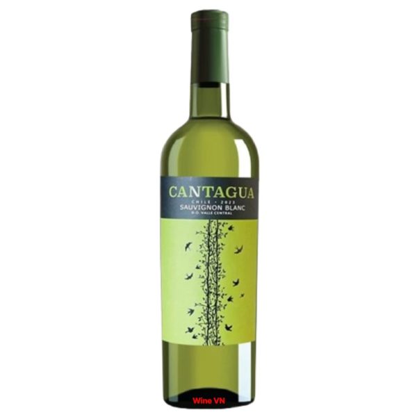 Rượu Vang Cantagua Sauvignon Blanc