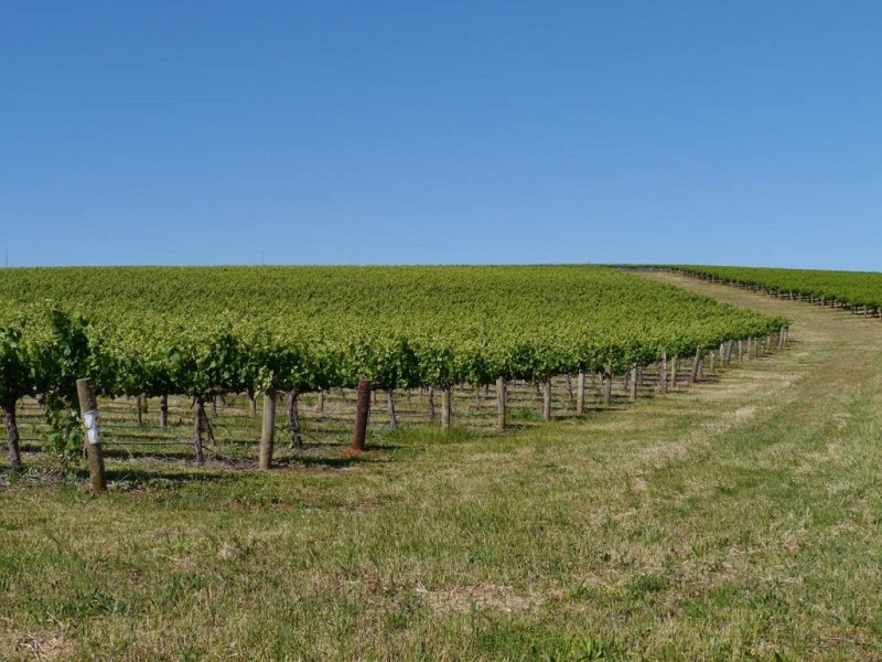 Vùng Clare Valley