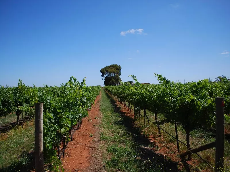 Vùng Coonawarra