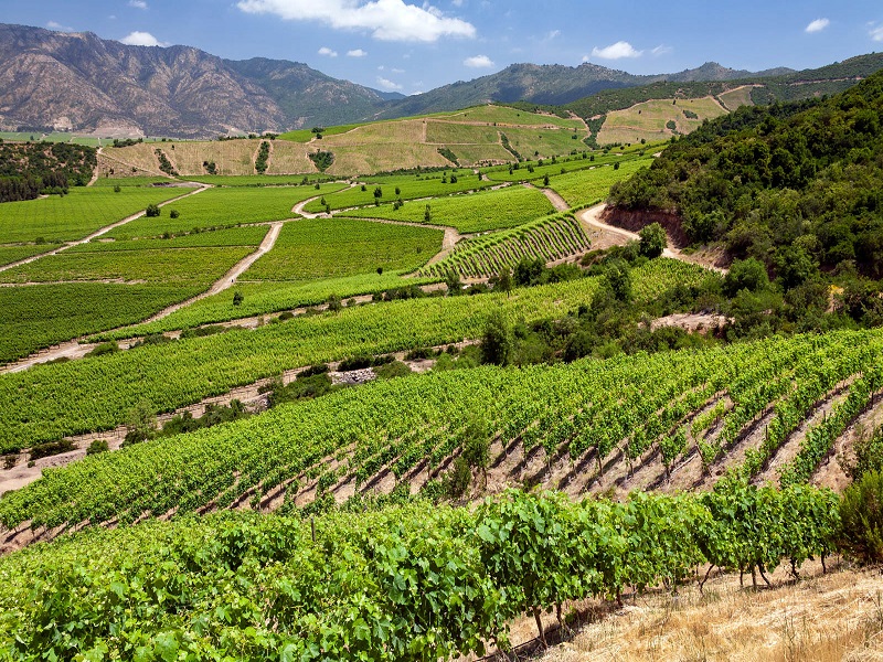 Vùng Colchagua Valley