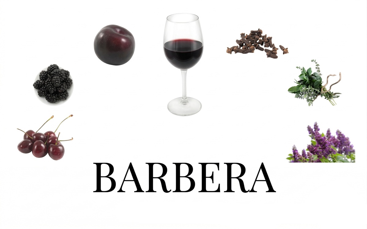 Nho Barbera của Ý