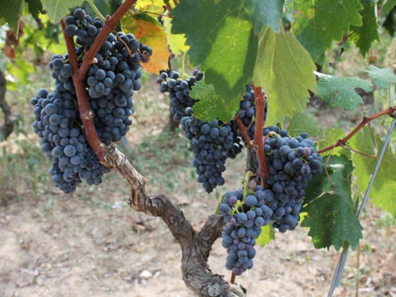 Nho Malvasia Nera