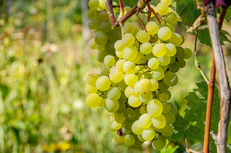 Nho Semillon Pháp