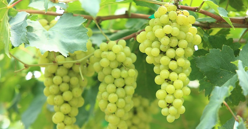 Giống nho Verdicchio