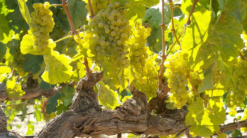 Rượu vang nho Marsanne