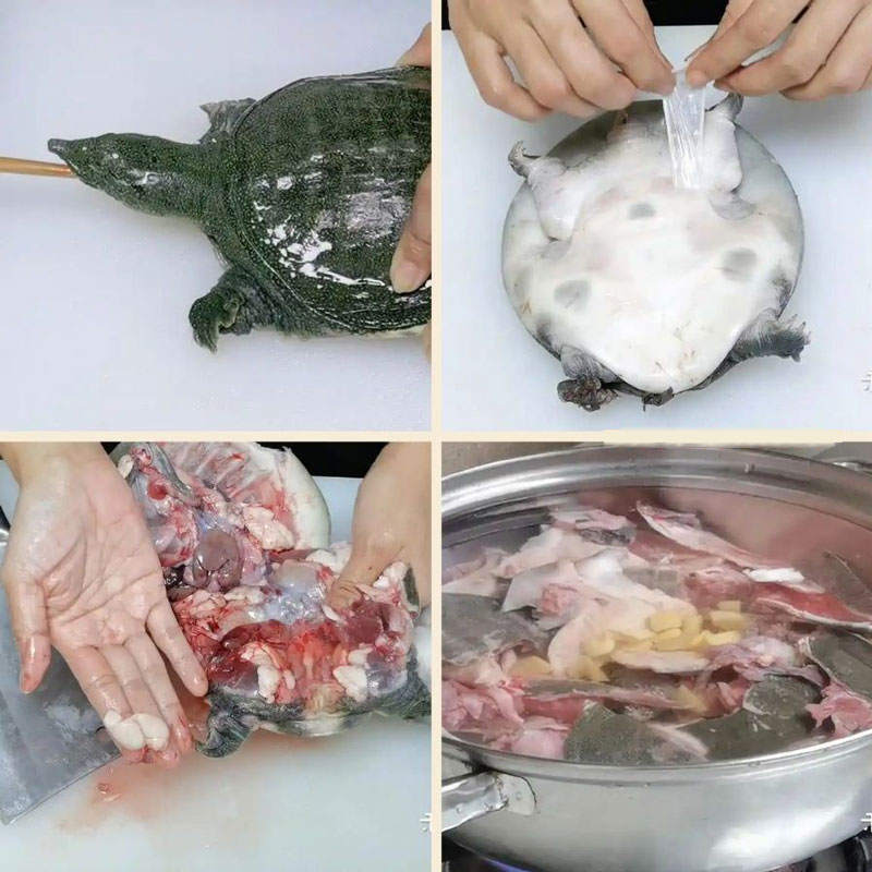 Cách làm ba ba không tanh