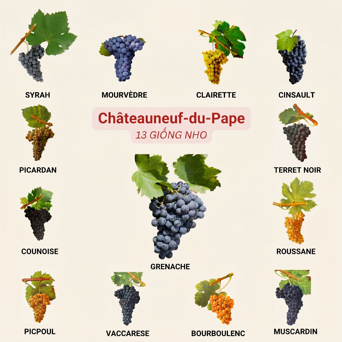 Phối trộn nho tại Châteauneuf-du-Pape, Pháp