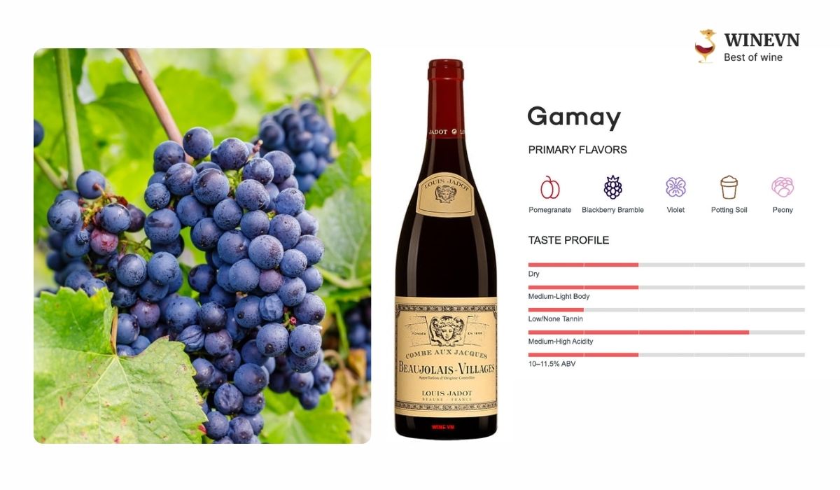 Nho Gamay của Pháp