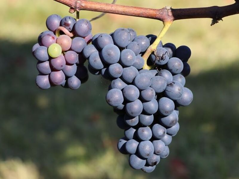 Giống nho làm rượu vang hồng Tempranillo