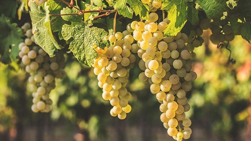 Nho Trebbiano của Ý