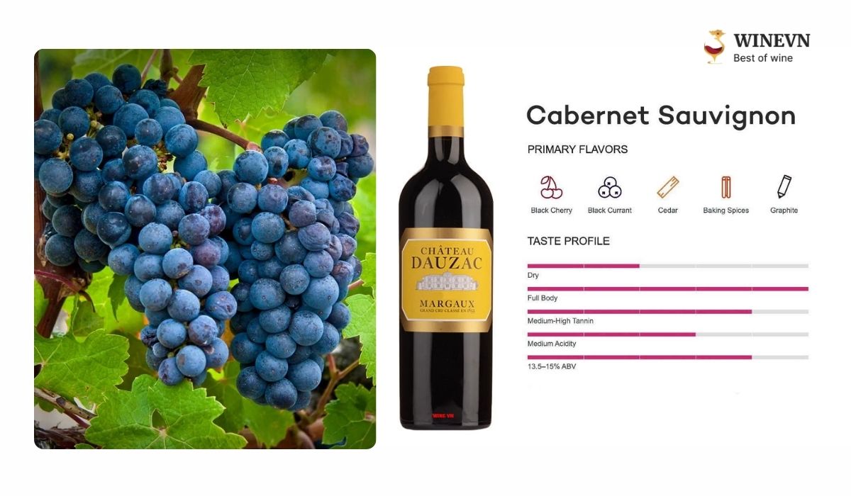 Giống nho Cabernet Sauvignon làm rượu vang