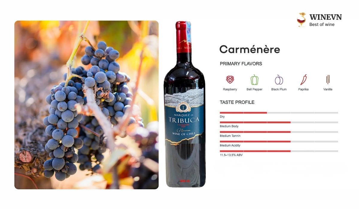 Giống nho Carmenere làm rượu vang