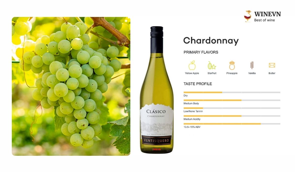 Giống nho Chardonnay làm rượu vang