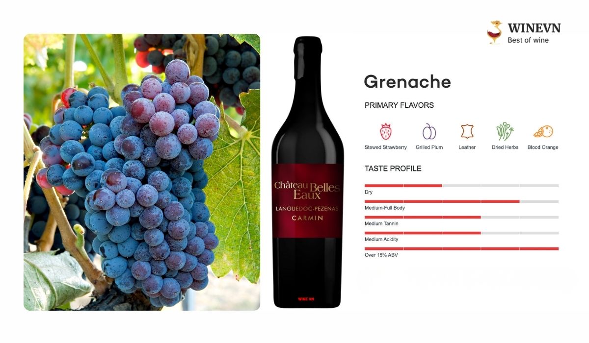 Giống nho Grenache làm rượu vang