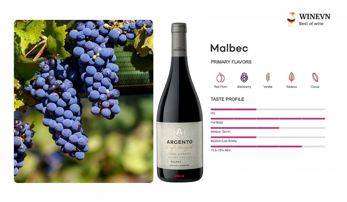 Giống nho Malbec làm rượu vang