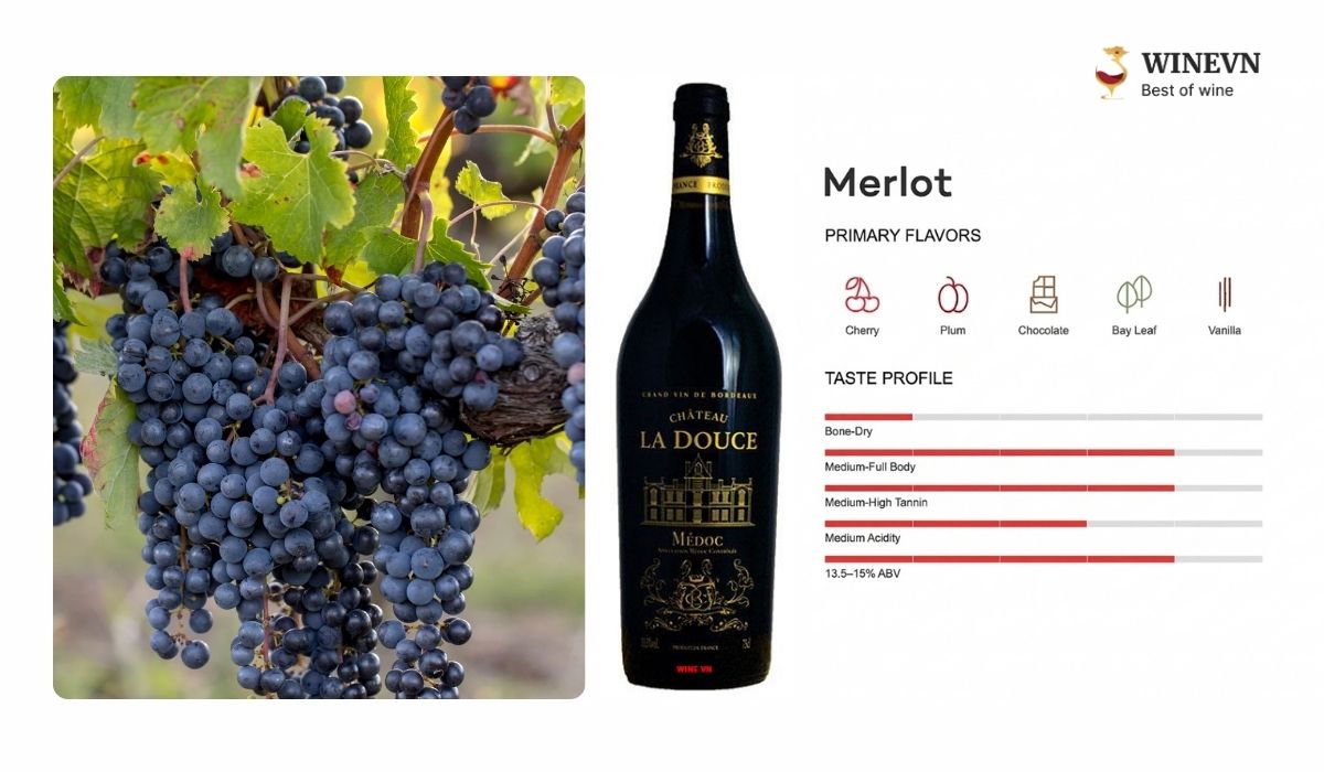 Giống nho Merlot làm rượu vang