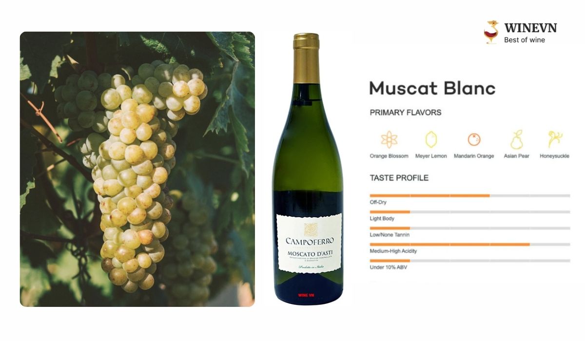 Giống nho Moscato làm rượu vang