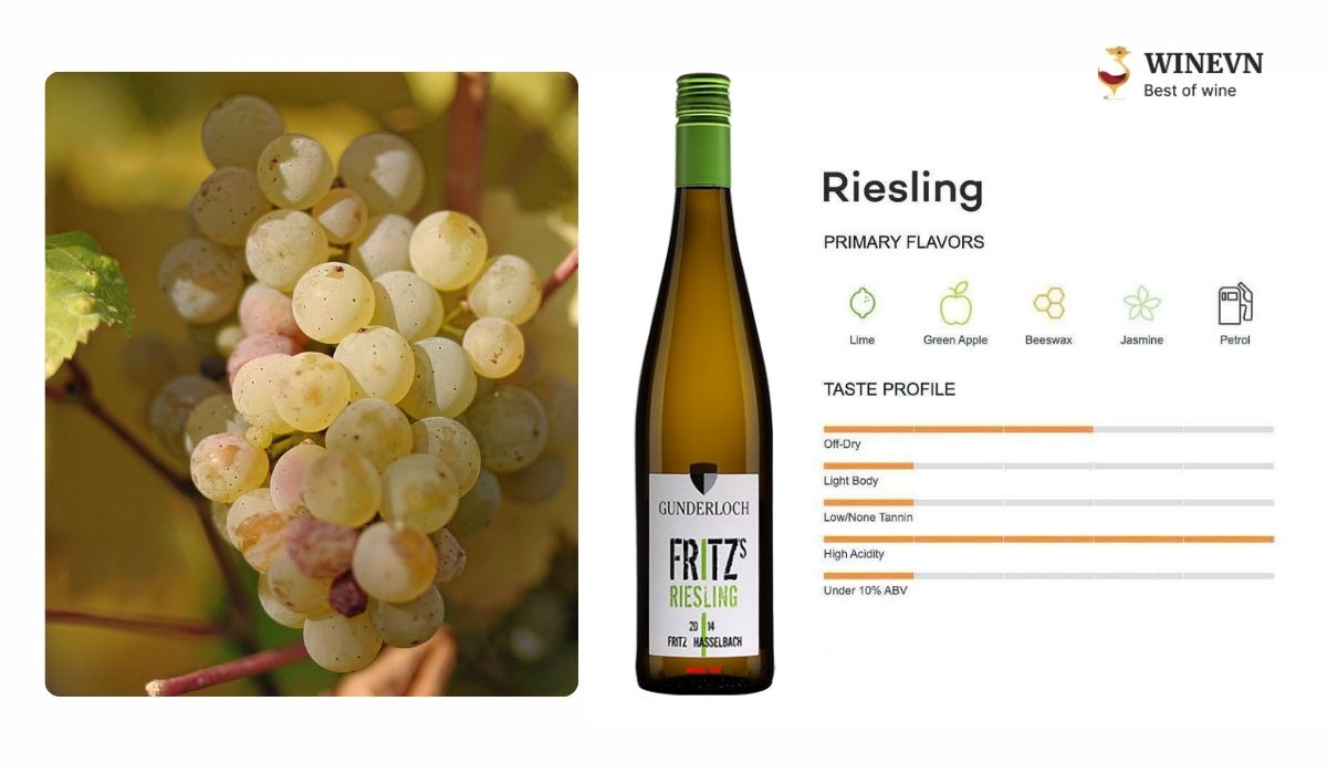 Giống nho Riesling làm rượu vang